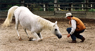Freiheitsdressur mit Gamed