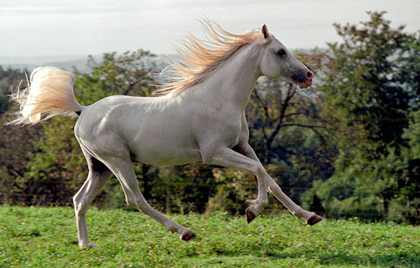 Zuchthengst Gamal Ibn Gamed