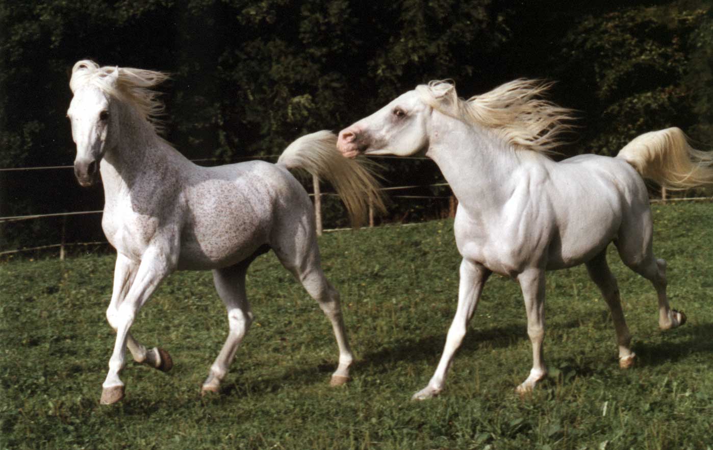 Gamed und Gamal beim spielerischen Kampf auf der Weide
