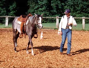 Werner Meier beim Handling mit Jungpferd