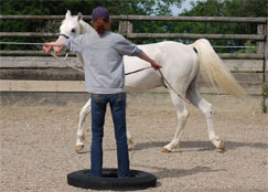 Kursteilnehmerin beim Pferd-Handling