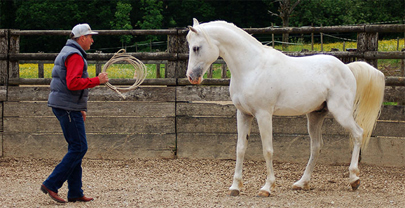 Werner Meier beim Pferdehandling mit Hengst Gamal