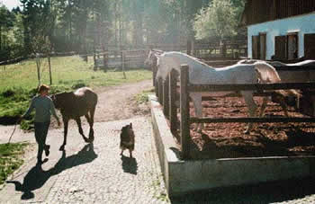 Hengst in der Stallhaltung mit Auslauf