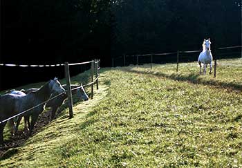 Weidehaltung für Hengste