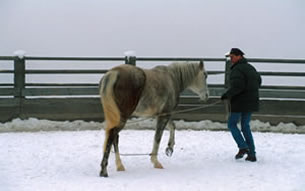 Werner Meier mit Gasara bei der Bodenarbeit im Round Pen
