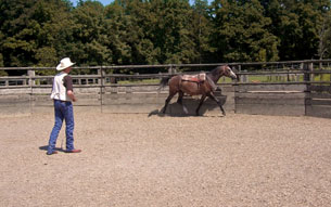 Werner Meier bei derGymnastik mit Jungpferd im Round Pen