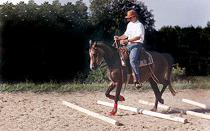 Werner Meier bei der Cavalettiarbeit mit Jungpferd auf dem Grubhof