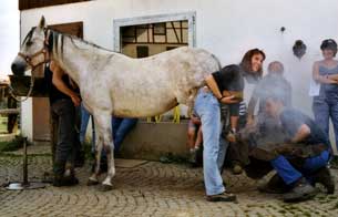 Wissen rund um das Pferd - der Hufschmied